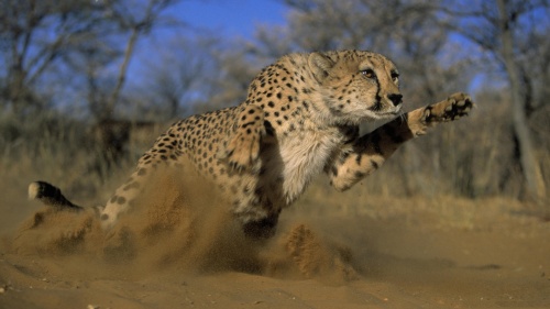 Leopard-Running-Wallpaper-HD